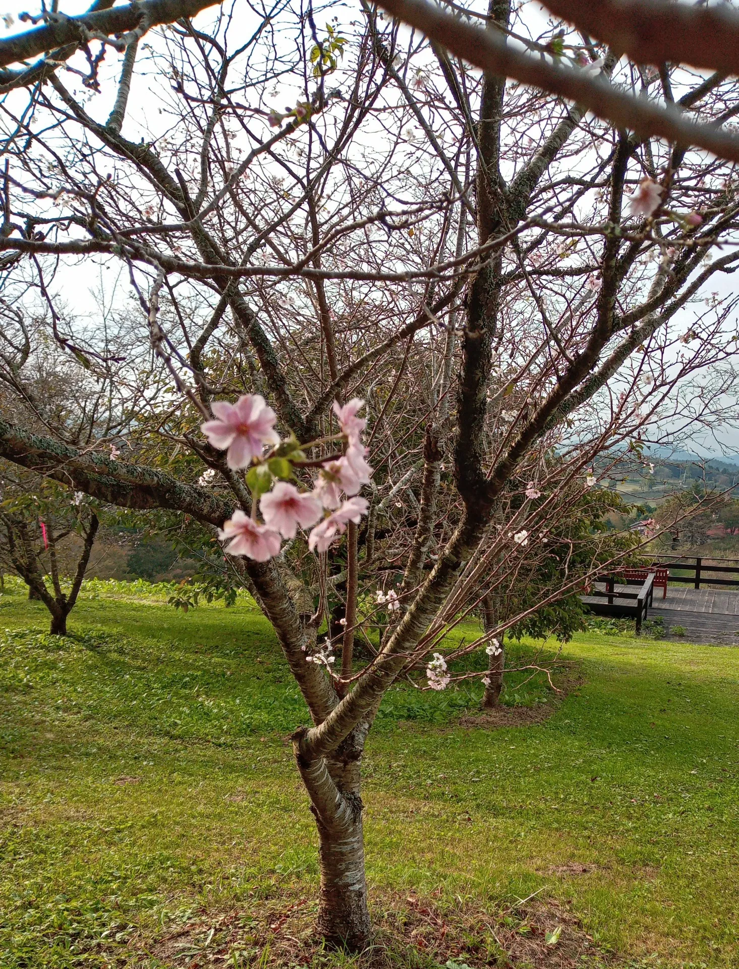 雲海は見えず、桜が、、、、、